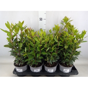 Laurus nobilis
