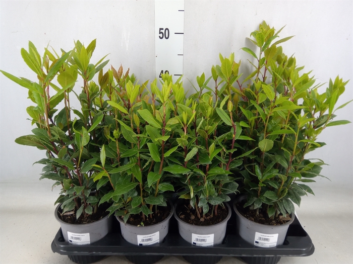 <h4>Laurus nobilis</h4>