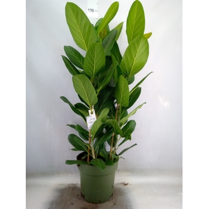 Ficus benghalensis 'Audrey'