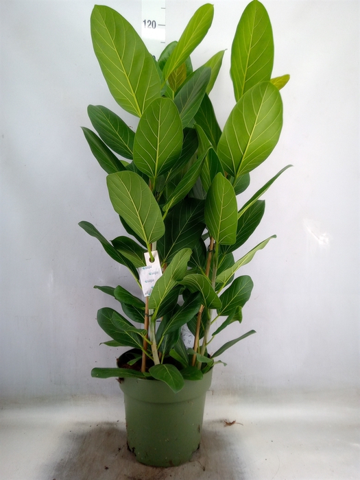 <h4>Ficus benghalensis 'Audrey'</h4>