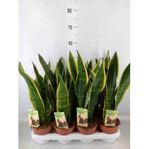 Sansevieria trifa. 'Laurentii'