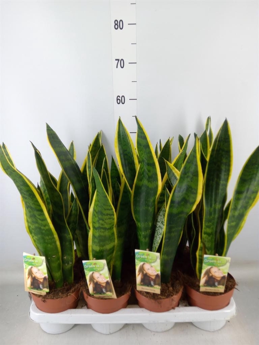 <h4>Sansevieria trifa. 'Laurentii'</h4>