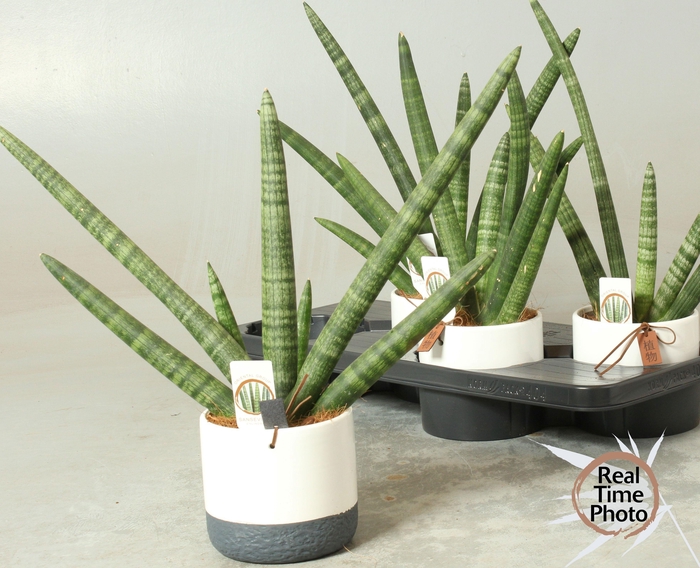 <h4>SANSEV CY HANDSHAKE</h4>