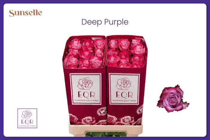 <h4>R GR DEEP PURPLE</h4>