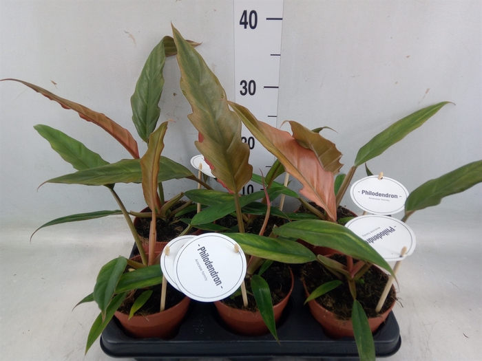 <h4>Philodendron bipinn.</h4>