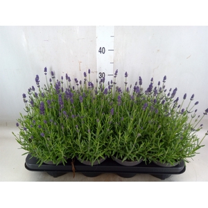 Lavandula angus. 'Spear Blue'