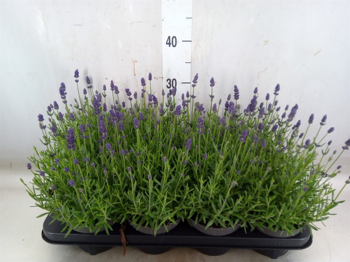 <h4>Lavandula angus. 'Spear Blue'</h4>