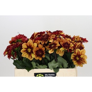 Dahlia Creme de Cognac