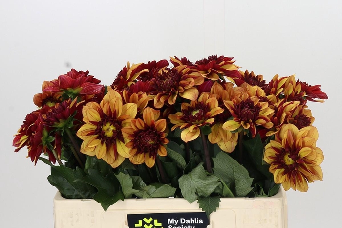 <h4>Dahlia Creme de Cognac</h4>