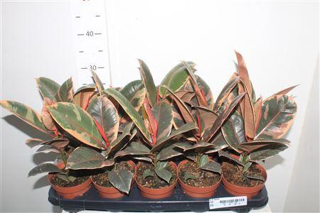 <h4>Fic El Belize</h4>