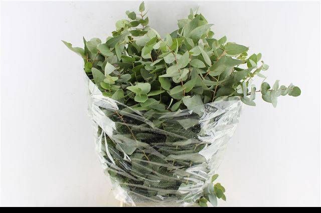 <h4>EUC OV BLAD BS</h4>