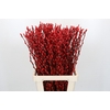 Salix Caprea Snow Flake P. Red