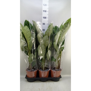 Calathea zebrina
