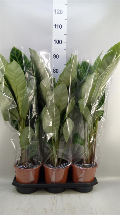 <h4>Calathea zebrina</h4>