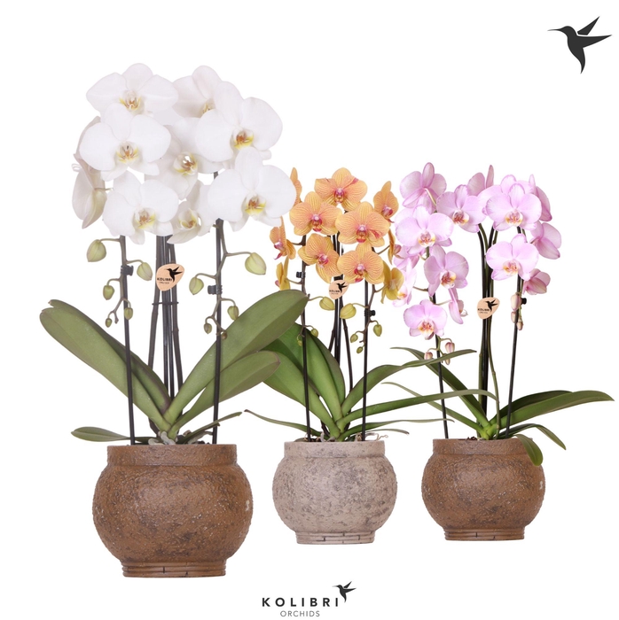 <h4>Kolibri Orchids Cascade Niagara Fall mix 2 spike in Ancient pot brown mix</h4>