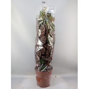 Calathea makoyana