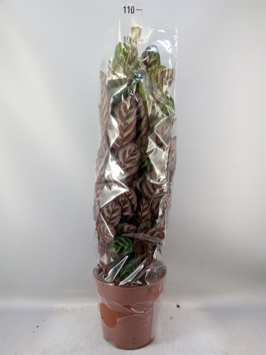 <h4>Calathea makoyana</h4>