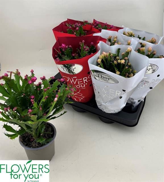 <h4>Schlumbergera gemengd 2 kleuren</h4>