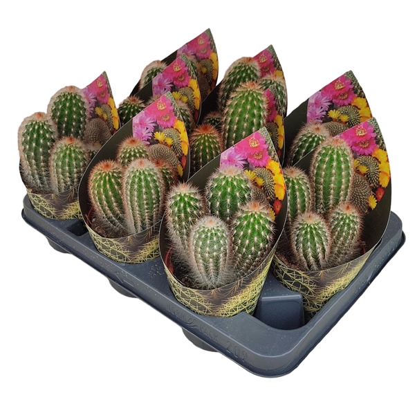 <h4>ESPOSTOA MIRABILIS - POT Ø 10,5 WITH POTCOVER (CACTUS)</h4>