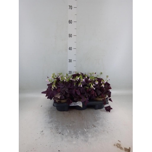 Oxalis trian. 'Mijke'