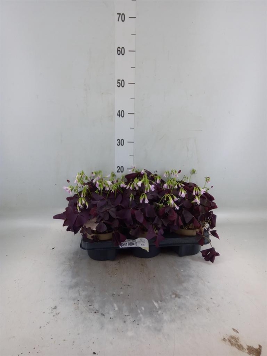 <h4>Oxalis trian. 'Mijke'</h4>