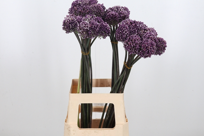 <h4>Allium Summer Drumme</h4>