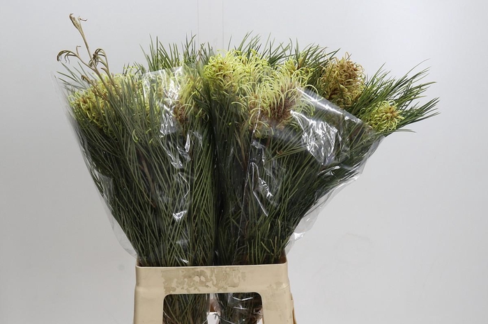 <h4>Grevillea Cal Gem</h4>