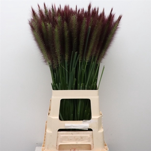 Pennisetum Black Beauty