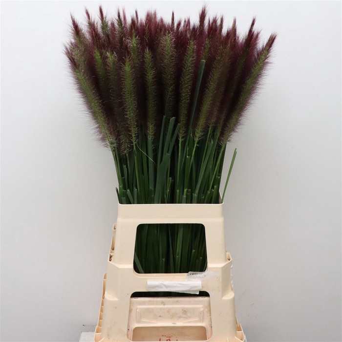 <h4>Pennisetum Black Beauty</h4>