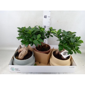 Ficus microcarpa 'Ginseng'