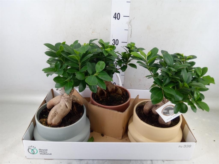 <h4>Ficus microcarpa 'Ginseng'</h4>