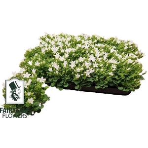 CAMPANULA MINI WHITE P5.5