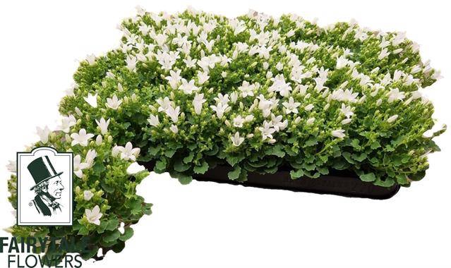 <h4>CAMPANULA WHITE MINI P5.5</h4>