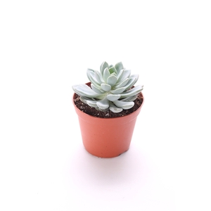 Echeveria scheideckerii 8,5 cm