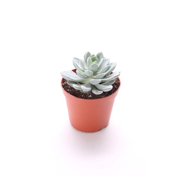 <h4>Echeveria scheideckerii 8,5 cm</h4>