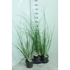Cortaderia selloana Pumila