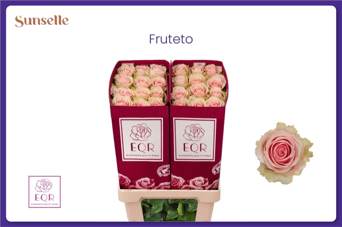 <h4>R GR FRUTTETO</h4>