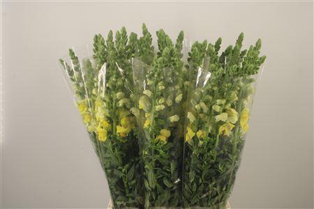 <h4>Antirrhinum It. Yellow</h4>
