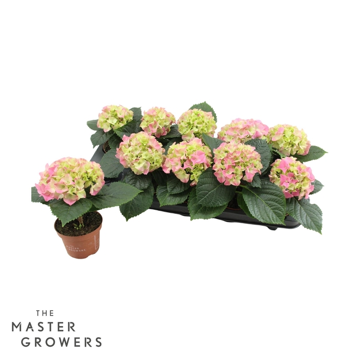 <h4>Hydrangea macr. 9cm Rose 1 kopper</h4>