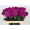 Dahlia Purple Fox