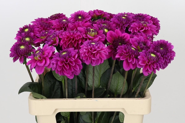 <h4>Dahlia Purple Fox</h4>