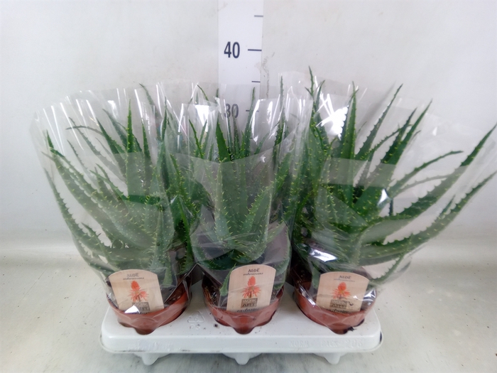 <h4>Aloe arborescens</h4>