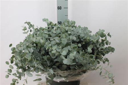 <h4>Euca Gunni Kort 150gr</h4>