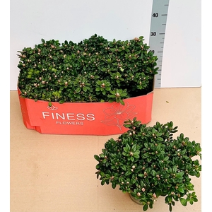 RHODO SI MEVR GERARD