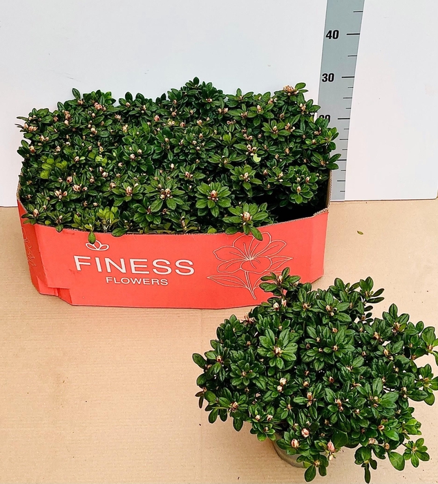 <h4>RHODO SI MEVR GERARD</h4>