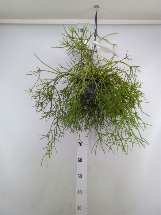 <h4>Rhipsalis   ...</h4>