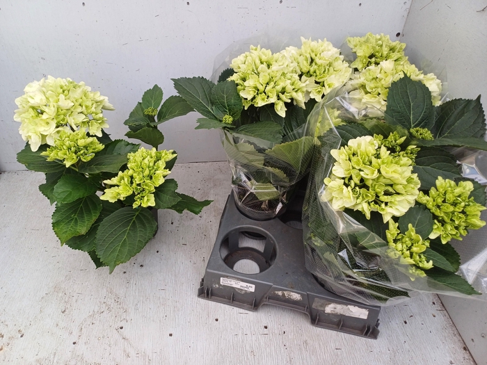 <h4>HYDR M SCHNEEBALL</h4>