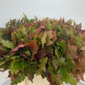 QUERC RUBRA