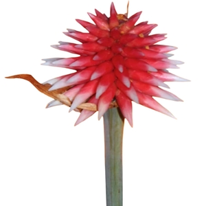 GUACAMAYA SUPERBA Tessa