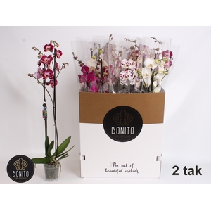 PHAL GEM 7 KL